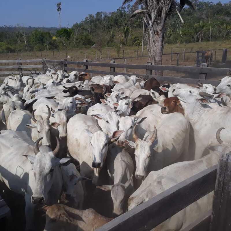 Pol Cia Civil De Juruena Recupera Cabe As De Gado Furtadas Em