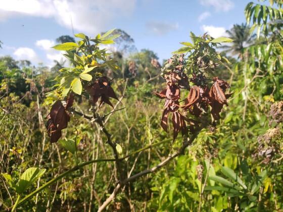 Coordenadoria de Defesa Sanitária Vegetal